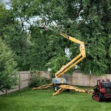 Best Tree Maintenance Programs  in Schleswig, IA