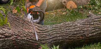 Best Stump Grinding and Removal  in Schleswig, IA
