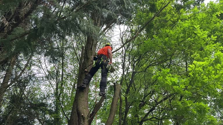 How Our Tree Care Process Works  in  Schleswig, IA