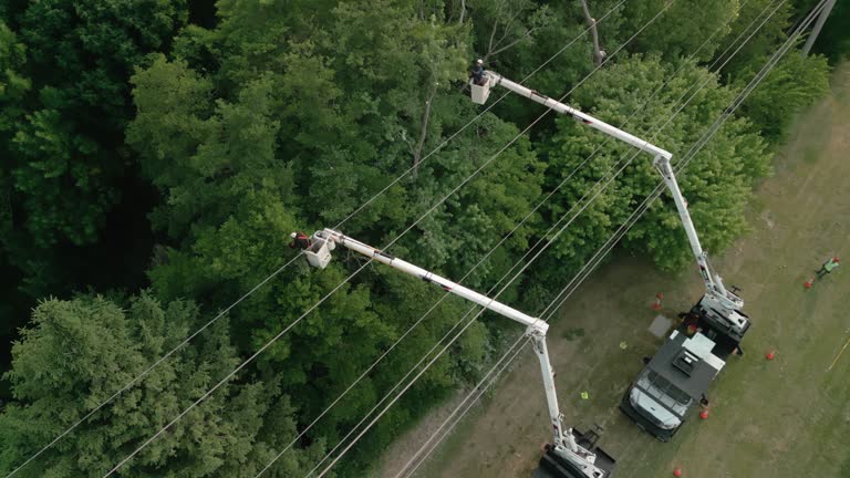 Best Tree and Shrub Care  in Schleswig, IA