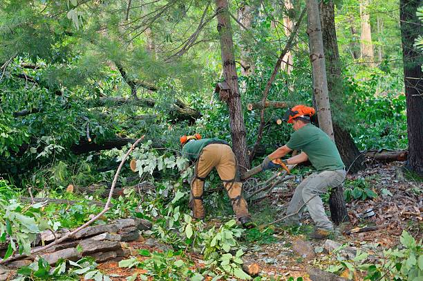 Best Tree Cabling and Bracing  in Schleswig, IA