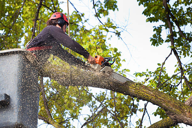 Best Palm Tree Trimming  in Schleswig, IA